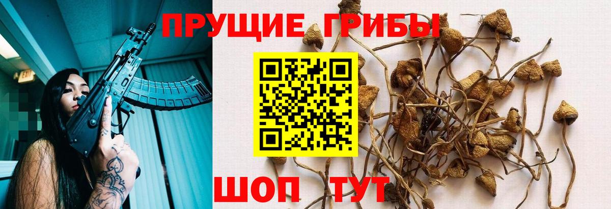 Псилоцибиновые грибы GOLDEN TEACHER Дедовск